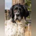 Setter Mischling Pelusa, 01/2018, ca. 50 cm