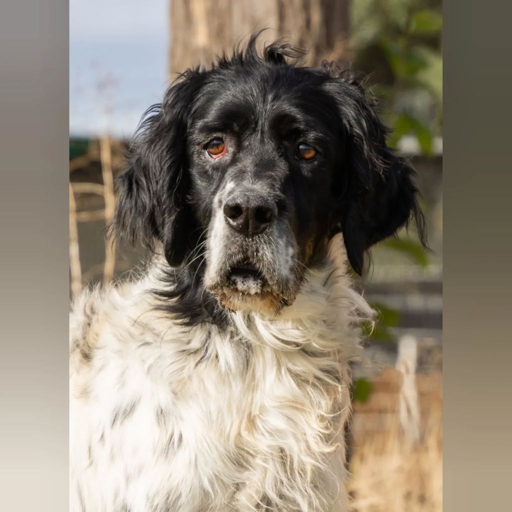 Setter Mischling Pelusa, 01/2018, ca. 50 cm