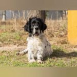 Setter Mischling Pelusa, 01/2018, ca. 50 cm