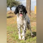 Setter Mischling Pelusa, 01/2018, ca. 50 cm