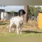Setter Mischling Pelusa, 01/2018, ca. 50 cm