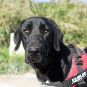 Mischling Penelope, 10/2024, ca. 70 cm