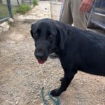 Mischling Penelope, 10/2024, ca. 70 cm