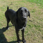 Mischling Penelope, 10/2024, ca. 70 cm