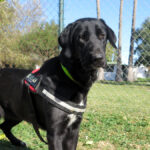 Mischling Penelope, 10/2024, ca. 70 cm