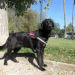 Mischling Penelope, 10/2024, ca. 70 cm