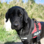 Mischling Penelope, 10/2024, ca. 70 cm