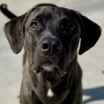 Mischling Percy, 02/2025, Endgröße ca. 65- 70 cm