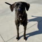 Mischling Percy, 02/2025, Endgröße ca. 65- 70 cm