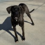 Mischling Percy, 02/2025, Endgröße ca. 65- 70 cm