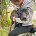 Mischling Percy, 02/2025, Endgröße ca. 65- 70 cm