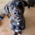 Mischling Percy, 02/2025, Endgröße ca. 65- 70 cm