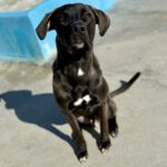 Mischling Percy, 02/2025, Endgröße ca. 65- 70 cm