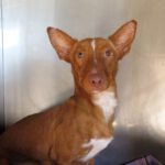Podenco Perry, 11/2022, ca. 40 cm