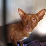 Podenco Perry, 11/2022, ca. 40 cm