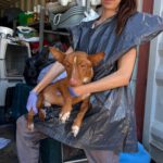 Podenco Perry, 11/2022, ca. 40 cm