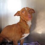 Podenco Perry, 11/2022, ca. 40 cm