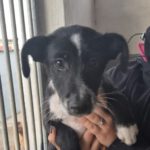 Mischling Persil, 08/2025, ca. 35 cm