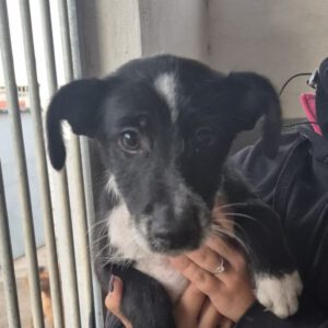 Mischling Persil, 08/2025, ca. 35 cm