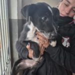 Mischling Persil, 08/2025, ca. 35 cm