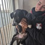 Mischling Persil, 08/2025, ca. 35 cm