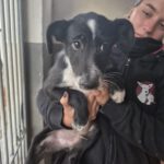 Mischling Persil, 08/2025, ca. 35 cm