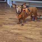 Podenco Maneto Pili, 09/2019, ca. 30 cm, 55237 Flonheim