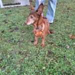 Podenco Maneto Pili, 09/2019, ca. 30 cm, 55237 Flonheim