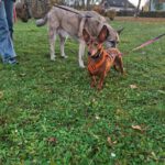 Podenco Maneto Pili, 09/2019, ca. 30 cm, 55237 Flonheim