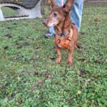 Podenco Maneto Pili, 09/2019, ca. 30 cm, 55237 Flonheim