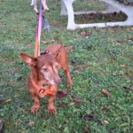 Podenco Maneto Pili, 09/2019, ca. 30 cm, 55237 Flonheim