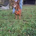 Podenco Maneto Pili, 09/2019, ca. 30 cm, 55237 Flonheim