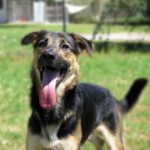 Schäferhund-Mischling Pinzon, 06/2024, ca. 65 cm