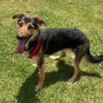 Schäferhund-Mischling Pinzon, 06/2024, ca. 65 cm