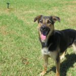 Schäferhund-Mischling Pinzon, 06/2024, ca. 65 cm