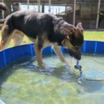 Schäferhund-Mischling Pinzon, 06/2024, ca. 65 cm