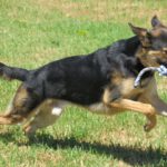 Schäferhund-Mischling Pinzon, 06/2024, ca. 65 cm