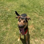 Schäferhund-Mischling Pinzon, 06/2024, ca. 65 cm