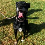 Mischling Pirata, 06/2020, ca. 60 cm