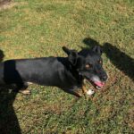 Mischling Pirata, 06/2020, ca. 60 cm