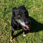 Mischling Pirata, 06/2020, ca. 60 cm