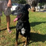 Mischling Pirata, 06/2020, ca. 60 cm