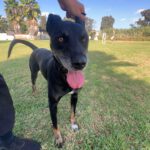 Mischling Pirata, 06/2020, ca. 60 cm