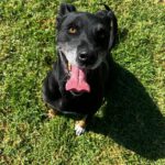 Mischling Pirata, 06/2020, ca. 60 cm