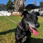 Mischling Pirata, 06/2020, ca. 60 cm