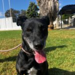 Mischling Pirata, 06/2020, ca. 60 cm