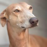 Galgo Pirata, 07/2020, ca. 60 cm