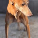 Galgo Pirata, 07/2020, ca. 60 cm