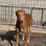 Galgo Pirata, 07/2020, ca. 60 cm