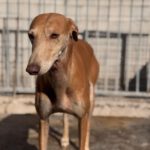 Galgo Pirata, 07/2020, ca. 60 cm